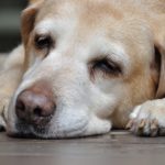 retriever01