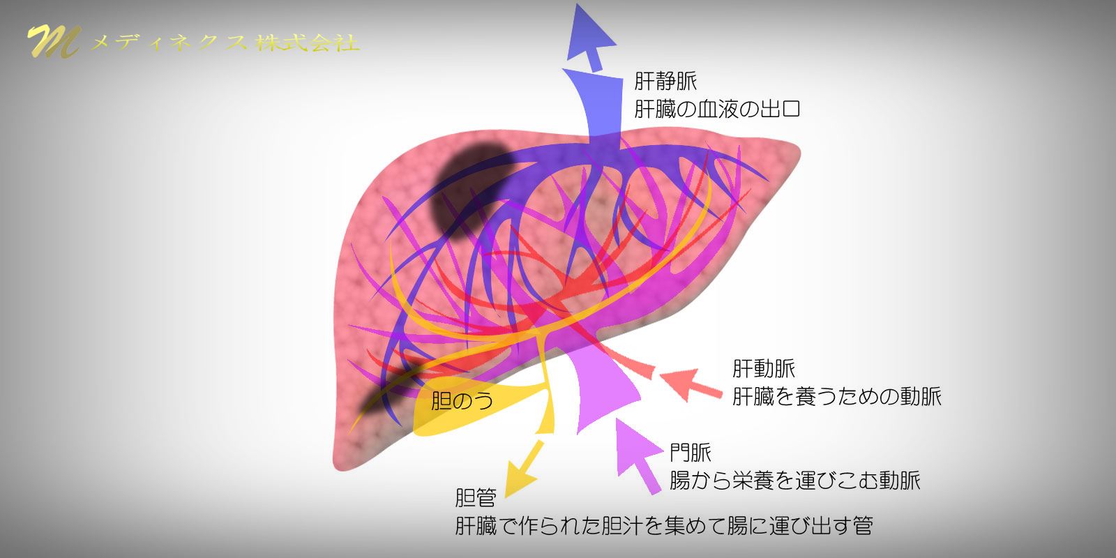肝臓の状態をスクリーニングして治療する