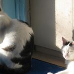 アルファ獣医科病院の猫