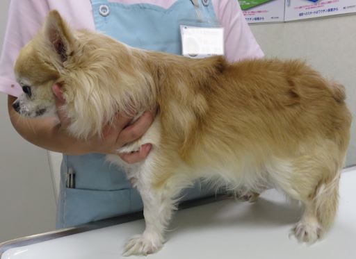 マラセチア性皮膚炎が改善した3ヶ月後のチワワ犬