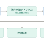 塩の循環と役割