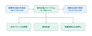 塩の循環と役割