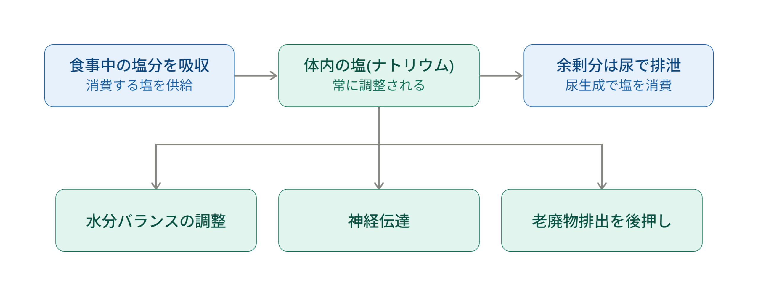 塩の循環と役割